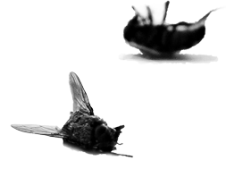 Légy dekoráció paratox