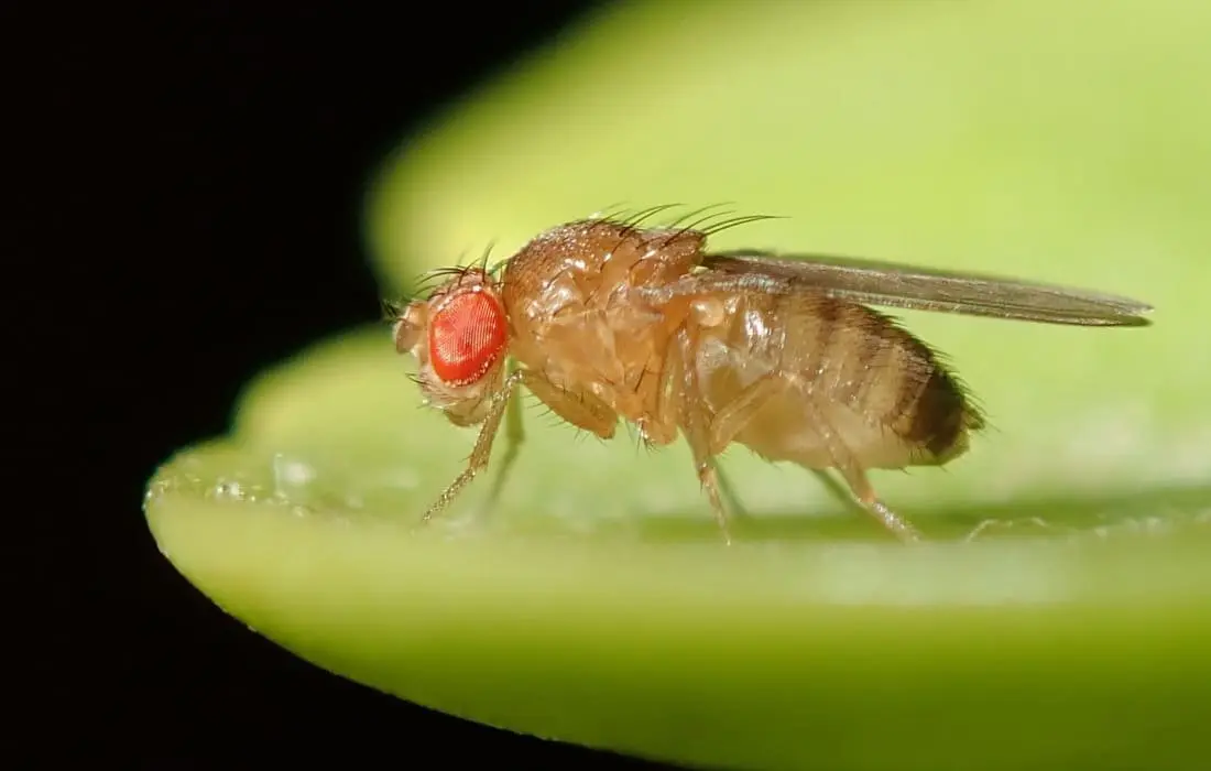 paratox.hu - környezetbarát módszerek gyümölcslegyek ellen