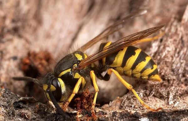 paratox.hu - kecskedarázs kisokos
